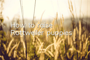 How to raise Rottweiler puppies