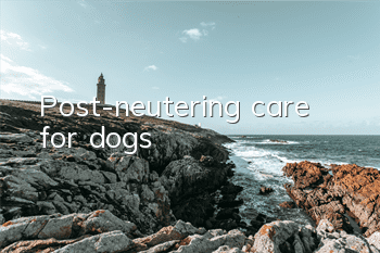 Post-neutering care for dogs