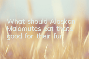 What should Alaskan Malamutes eat that’s good for their fur?