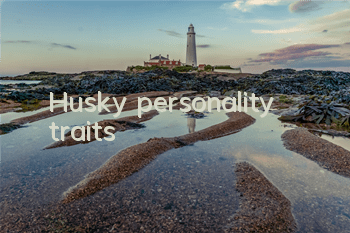 Husky personality traits