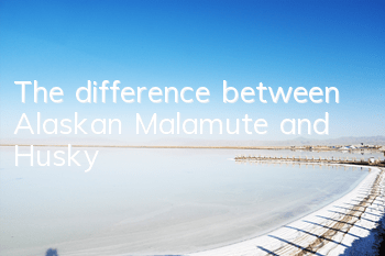 The difference between Alaskan Malamute and Husky