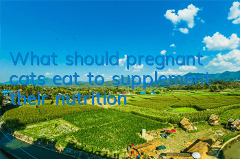 TWhat should pregnant cats eat to supplement their nutrition?