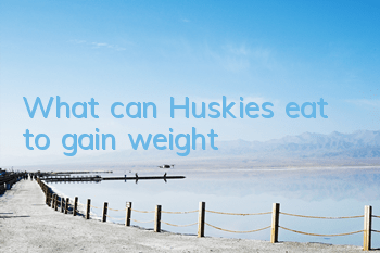 What can Huskies eat to gain weight?