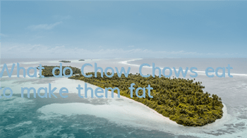 What do Chow Chows eat to make them fat?