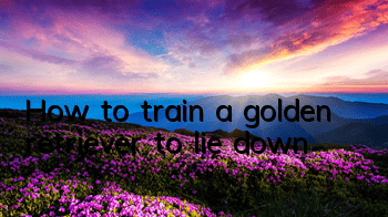 How to train a golden retriever to lie down