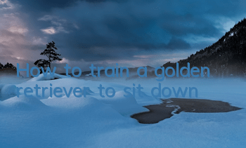 How to train a golden retriever to sit down
