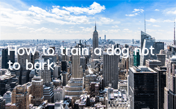 How to train a dog not to bark