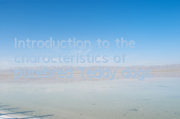 Introduction to the characteristics of purebred Teddy dogs