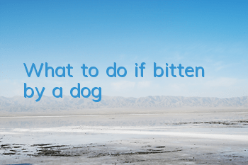 What to do if bitten by a dog