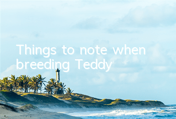 Things to note when breeding Teddy
