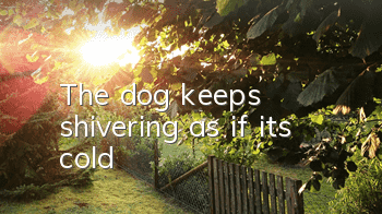 The dog keeps shivering as if it’s cold