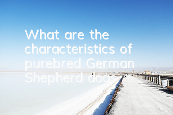 What are the characteristics of purebred German Shepherd dogs?