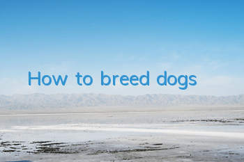 How to breed dogs