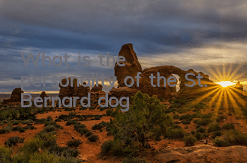 What is the personality of the St. Bernard dog?