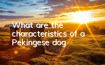 What are the characteristics of a Pekingese dog?