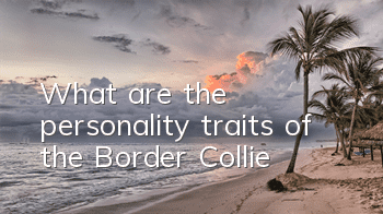 What are the personality traits of the Border Collie?