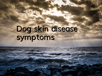 Dog skin disease symptoms