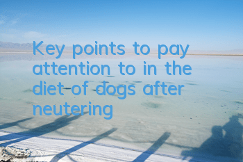 Key points to pay attention to in the diet of dogs after neutering
