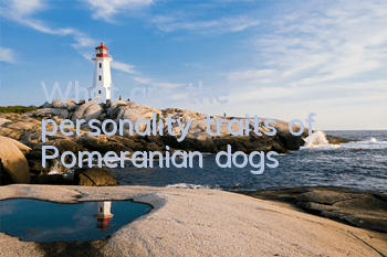 What are the personality traits of Pomeranian dogs?