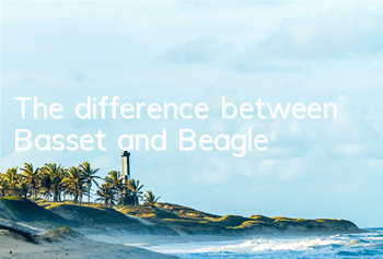 The difference between Basset and Beagle