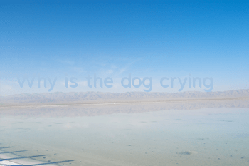 Why is the dog crying?
