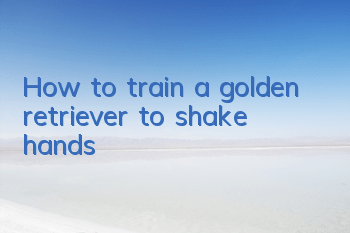 How to train a golden retriever to shake hands
