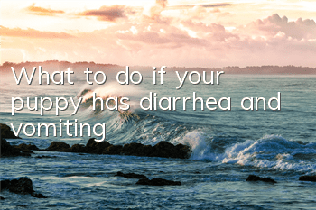 What to do if your puppy has diarrhea and vomiting