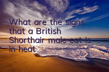 TWhat are the signs that a British Shorthair male cat is in heat?
