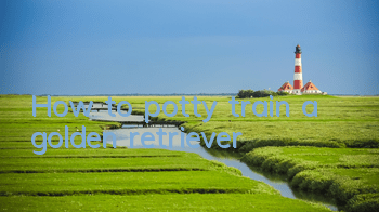 How to potty train a golden retriever
