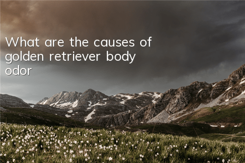 What are the causes of golden retriever body odor?