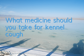 What medicine should you take for kennel cough?