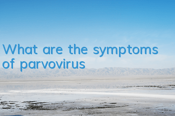 What are the symptoms of parvovirus?