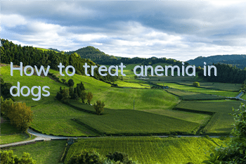 How to treat anemia in dogs
