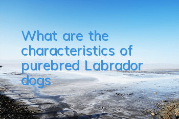 What are the characteristics of purebred Labrador dogs?