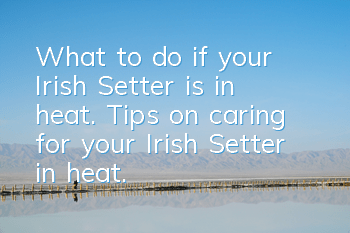 What to do if your Irish Setter is in heat. Tips on caring for your Irish Setter in heat.