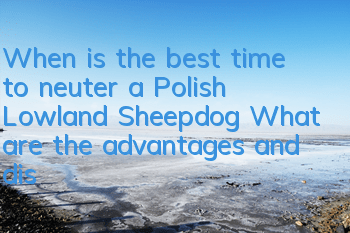 When is the best time to neuter a Polish Lowland Sheepdog? What are the advantages and disadvantages of neutering a Polish Lowland Sheepdog?