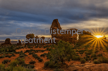 Canine Distemper Treatment