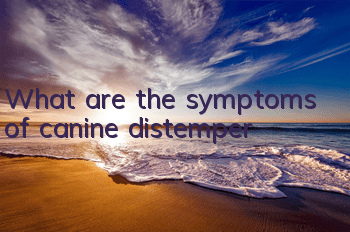 What are the symptoms of canine distemper?