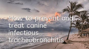 How to prevent and treat canine infectious tracheobronchitis