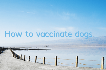 How to vaccinate dogs