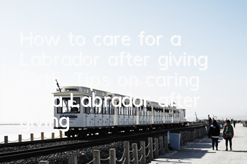How to care for a Labrador after giving birth. Tips on caring for a Labrador after giving birth.