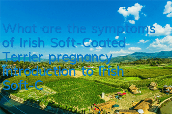 What are the symptoms of Irish Soft-Coated Terrier pregnancy? Introduction to Irish Soft-Coated Terrier pregnancy symptoms