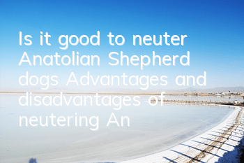 Is it good to neuter Anatolian Shepherd dogs? Advantages and disadvantages of neutering Anatolian Shepherd dogs