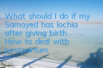 What should I do if my Samoyed has lochia after giving birth? How to deal with postpartum lochia in my Samoyed