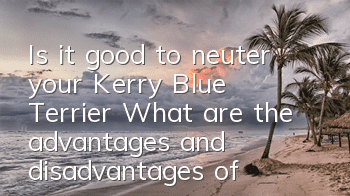 Is it good to neuter your Kerry Blue Terrier? What are the advantages and disadvantages of neutering your Kerry Blue Terrier?