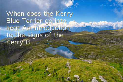 When does the Kerry Blue Terrier go into heat? An introduction to the signs of the Kerry Blue Terrier coming into heat