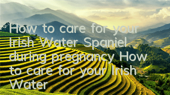 How to care for your Irish Water Spaniel during pregnancy How to care for your Irish Water Spaniel during pregnancy