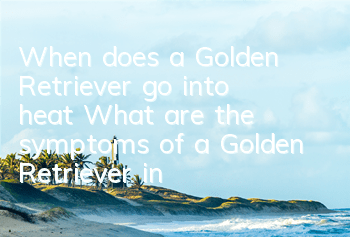 When does a Golden Retriever go into heat? What are the symptoms of a Golden Retriever in heat?