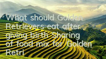 What should Golden Retrievers eat after giving birth? Sharing of food mix for Golden Retrievers after giving birth