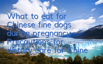 What to eat for Chinese fine dogs during pregnancy? Precautions for dietary care for Chinese fine dogs during pregnancy